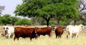 No solo el hato se redujo, también la cantidad de productores