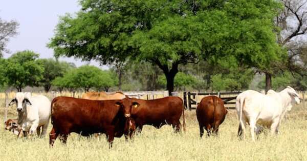 No solo el hato se redujo, también la cantidad de productores