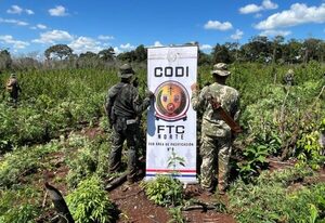 Millonario golpe al tráfico de drogas con incautación de 60.000 kilos de marihuana en Pedro Juan Caballero