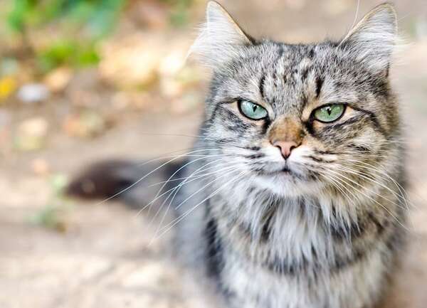 La memoria de los gatos: entre el rencor y el aprendizaje emocional - Mascotas - ABC Color