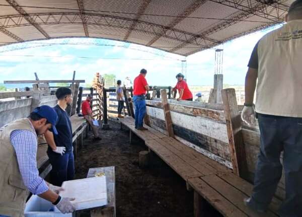 Brote de rabia bovina: reclaman vacuna antirrábica humana en Quyquyhó - Nacionales - ABC Color