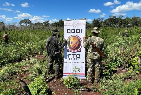 Incautan 60 toneladas de marihuana en Amambay