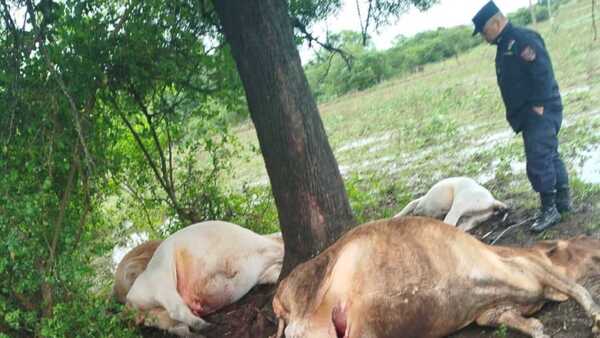 Ñeembucú: Viviendas destechadas y un rayo fulmina a un grupo de vacas