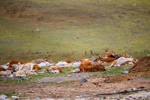 SENACSA confirma brotes de rabia bovina en 26 animales afectados - 5Días