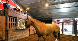 La Nación / Genética y resistencia: caballos criollos salen a remate este lunes como apuesta productiva