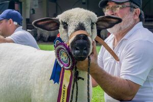 Hampshire de Etiqueta: genética ovina de alto nivel sale a pista con animales nacionales e importados