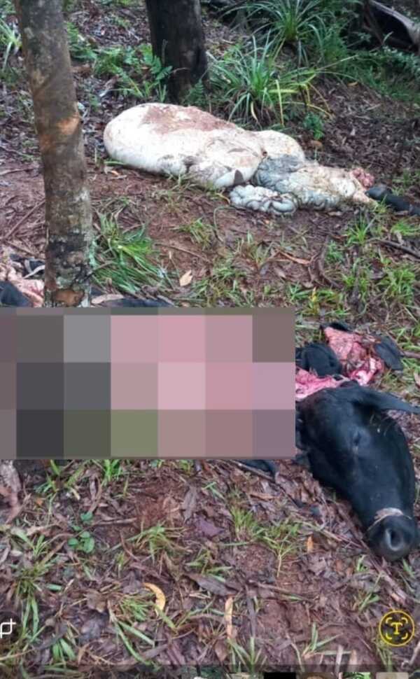 Denuncian nuevo caso de abigeato en la zona de Federico Chávez