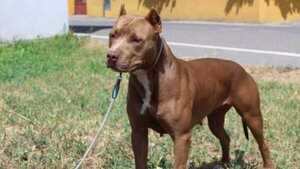 ¡Terrible! Pitbull mordió en la cara a su propia dueña