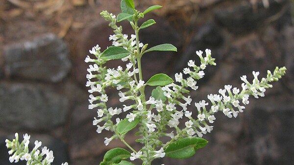 “¿Bajón?" El cedrón del monte tiene efectos similares a antidepresivos, según la UNA