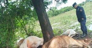 Diario HOY | Caída de rayo provoca muerte de varios ejemplares vacunos en Ñeembucú