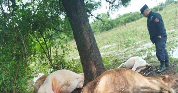 Diario HOY | Caída de rayo provoca muerte de varios ejemplares vacunos en Ñeembucú