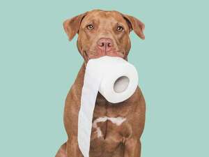 Decime cómo son las heces de tu perro y te diré cuán sano está - Mascotas - ABC Color