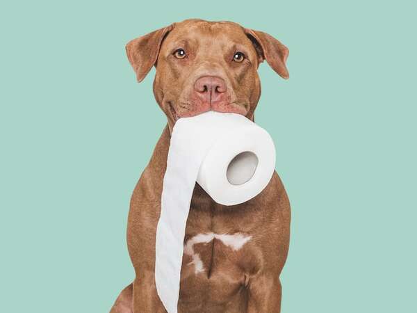 Decime cómo son las heces de tu perro y te diré cuán sano está - Mascotas - ABC Color