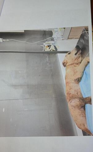 ¡Indignante! Atacó al perro de su vecina con un machete y huyó a su casa