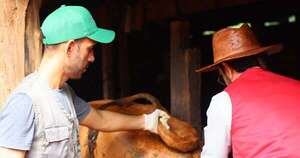 La Nación / Inician protocolo de inseminación artificial para mejorar genética ganadera