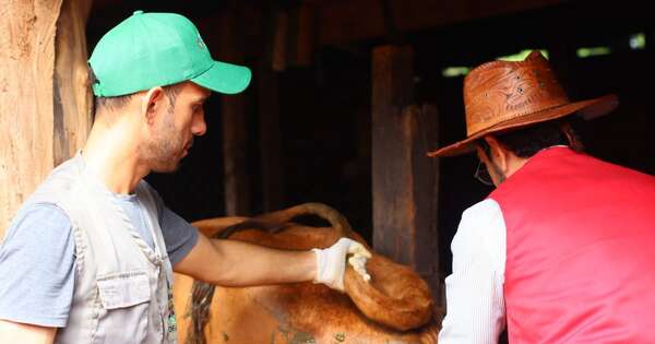 La Nación / Inician protocolo de inseminación artificial para mejorar genética ganadera