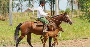 La Nación / Organizan 2.º remate de lotes de caballos criollos