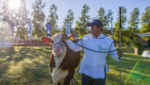 La ganadería se adueña de la Expo Pioneros y promete genética de calidad: “Es un momento maravilloso”