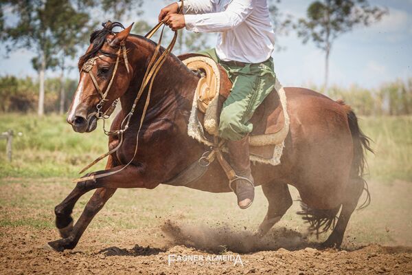 Tradición y negocio: La Cautiva Saite llega a pista en un año histórico para el caballo Criollo