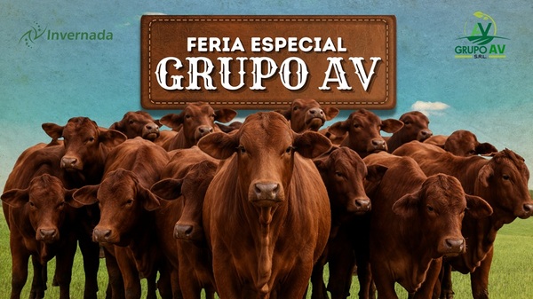 Invernada SA remata hoy miércoles más de 900 vacunos en feria especial Grupo AV, desde Misiones