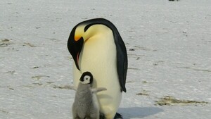 El pingüino emperador y el lobo fino antártico en peligro por el cambio climático