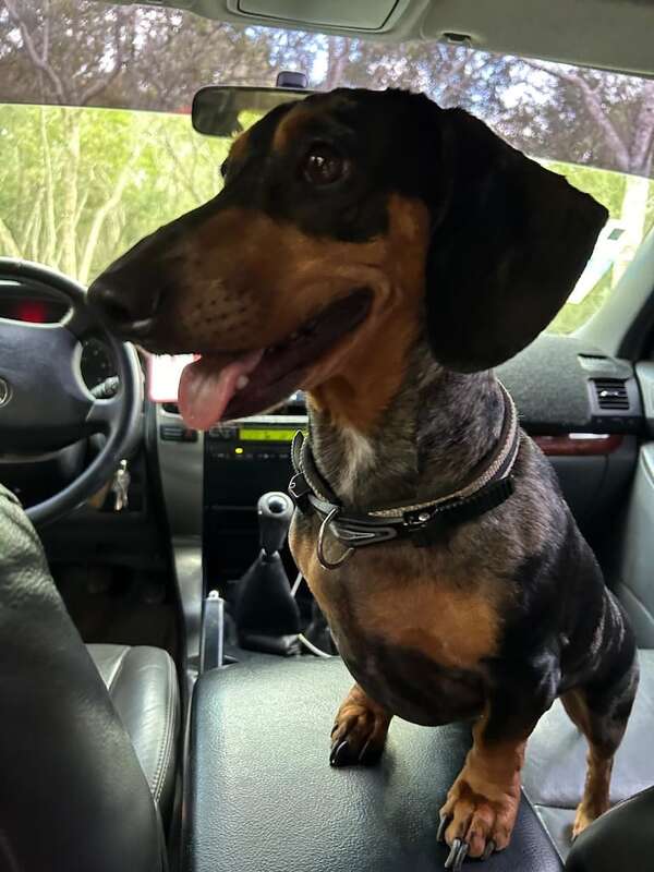 Loki - Encontrá a tu mascota - ABC Color