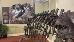 Un esqueleto de dinosaurio de 6 metros de largo se exhibe por primera vez en Reino Unido