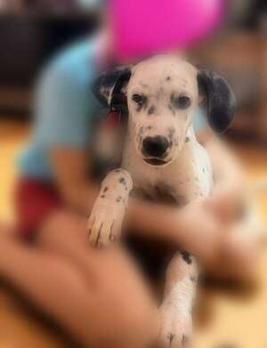 Óreo - Encontrá a tu mascota - ABC Color