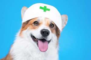 Cómo tu perro puede alertarte sobre bajones de azúcar efectivamente - Mascotas - ABC Color