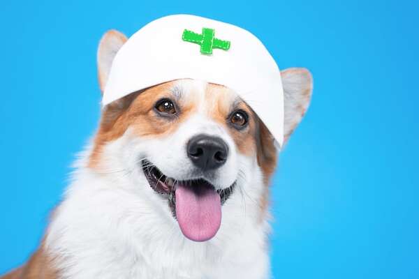 Cómo tu perro puede alertarte sobre bajones de azúcar efectivamente - Mascotas - ABC Color