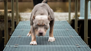 ¿Cómo destrabar la mordida de un pitbull?: “El 99,9% son perros mestizos los que atacan al ser humano”