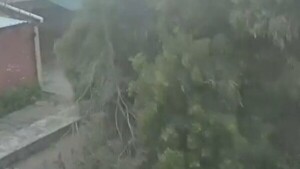 Vecinos de Roberto L. Petit quedaron sin energía eléctrica por árbol caído