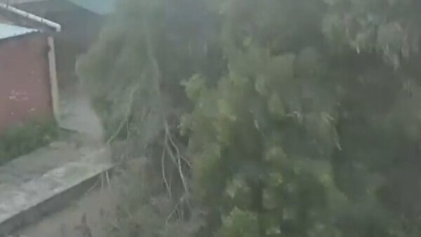 Vecinos de Roberto L. Petit quedaron sin energía eléctrica por árbol caído