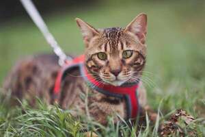 Tips de entrenador: cómo entrenar a un gato para pasear con correa - Mascotas - ABC Color