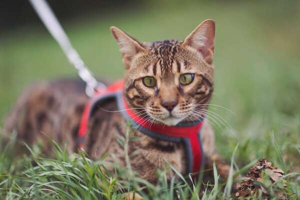 Tips de entrenador: cómo entrenar a un gato para pasear con correa - Mascotas - ABC Color