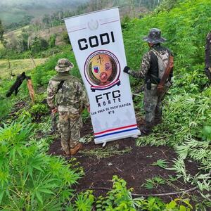 Golpe al narcotráfico: incautan casi 10 toneladas de marihuana en operativo del CODI en Amambay