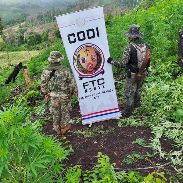 Golpe al narcotráfico: incautan casi 10 toneladas de marihuana en operativo del CODI en Amambay