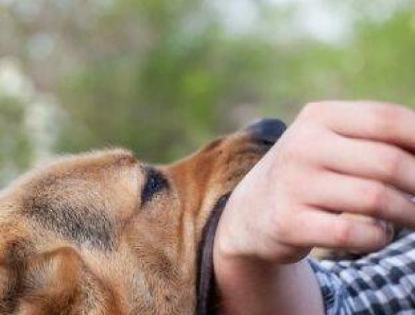 Areguá: anciana de 73 años fue atacada brutalmente por su perro - trece