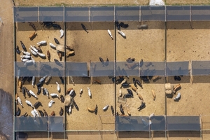 “La inteligencia artificial potencia decisiones y acelera la gestión ganadera”, afirma Bruno Giménez - 5Días