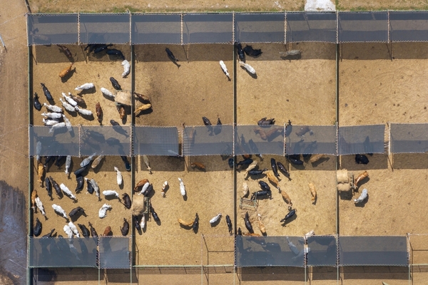 “La inteligencia artificial potencia decisiones y acelera la gestión ganadera”, afirma Bruno Giménez - 5Días