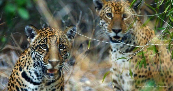 El Mades y WWF Paraguay lanzan campaña para visibilizar áreas protegidas - ADN Digital