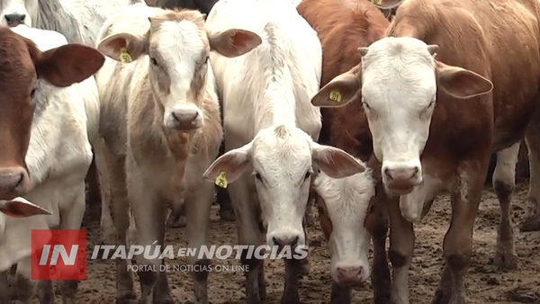 SENACSA MANTIENE ALERTA SANITARIA Y APUNTA A MEJORAR EL ESTATUS GANADERO DEL PAÍS