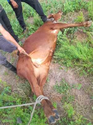 Recuperan animal robado y exponen persistente crisis de abigeato en Itapúa