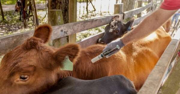 La Nación / Productores piden “prudencia” en revisión de vacunación contra aftosa