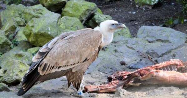 Diario HOY | Qué es un carroñero y de dónde viene la palabra