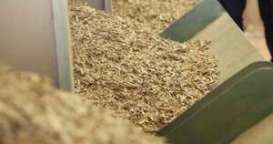 La Nación / Buscan diversificar la industria yerbatera y ampliar mercados