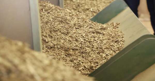 La Nación / Buscan diversificar la industria yerbatera y ampliar mercados