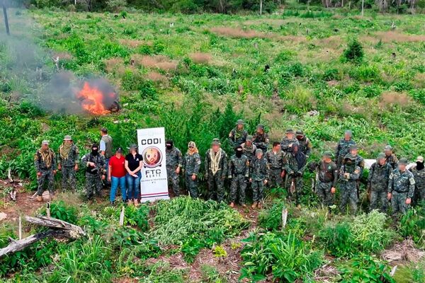 Erradican más de 96 mil kilos de marihuana en operativo en Concepción - Concepción al Día