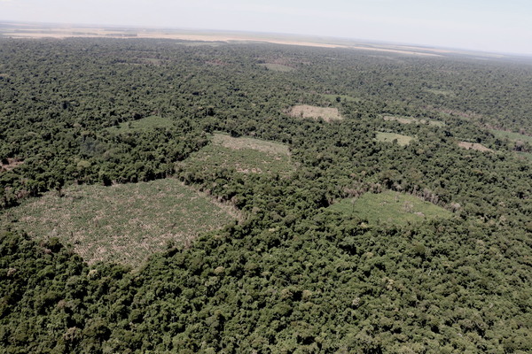 En la Reserva Morombí destruyen unas 24 hectáreas de plantaciones de marihuana - ADN Digital