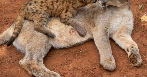 Diario HOY | Muere a los 17 años el puma Cola de Itaipú